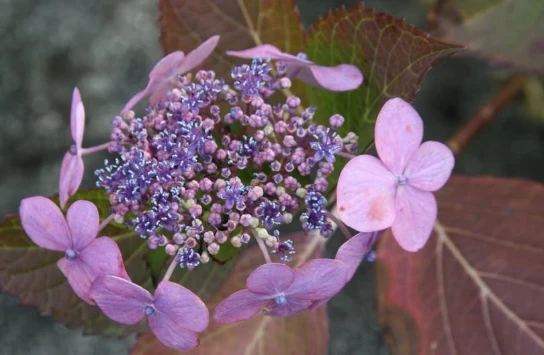 Close-up van een paarse hortensia met bloemblaadjes en bruine bladeren op de achtergrond. (vergroot foto)